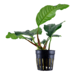 Anubias barteri Coffeefolia
