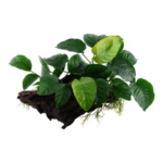 Anubias barteri sp large