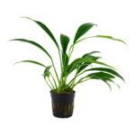 Anubias barteri var. angustifolia