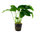 Anubias barteri var. barteri