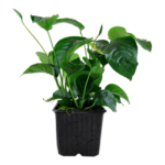 Anubias barteri var. caladiifolia Large