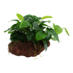 Anubias barteri var.nana on lava stone