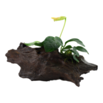 Anubias barteri var. nana rooted on a piece of mangrove wood