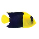 Bicolor Angelfish