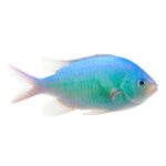 Blue Green Chromis