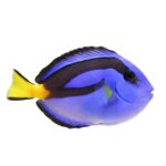 Blue Hippo Tang