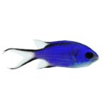 Blue Reef Chromis