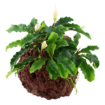 Bucephalandra 'Wavy Green' grown on lavastone