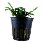 Bucephalandra 'Wavy Green'