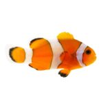 False Percula Clownfish