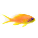 Female Orange Lyretail Anthias - Asia