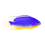 Fiji Blue Devil Damsel