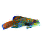 Green Mandarin Goby