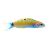 Lunar Lyretail Wrasse