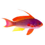 Male Red Lyretail Anthias
