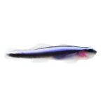 Neon Blue Cleaner Goby