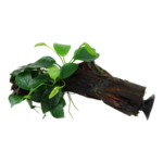 Plant grown on wood with suction cup