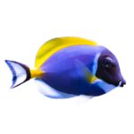 Powder Blue Tang