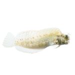 Sailfin Algae Blenny