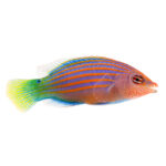 Six Line Wrasse