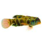 Spotted Mandarin Goby