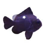 Three Spot Domino Damsel